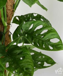 نبتة مونستيرا ادنسوني – القفص الصدري متسلقة