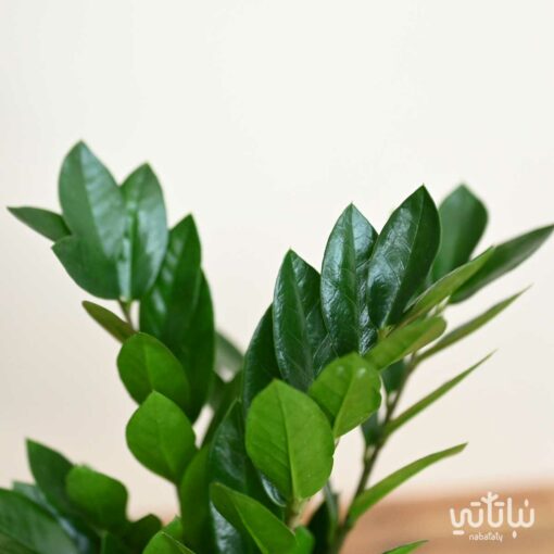 نبتة زاميا حوض سيراميك اخضر