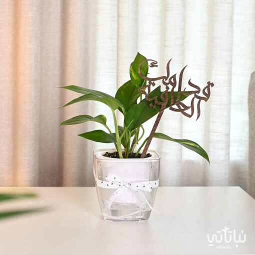 هدية قدامك العافية نبتة البوتس