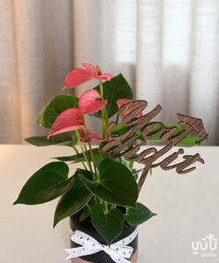 هدية التخرج نبتة الانتوريوم ازهار وردية