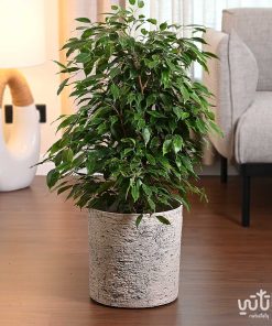 حوض بلاستيك طراز حجري دائري 28 سم