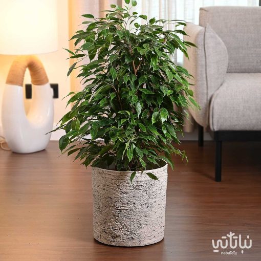 حوض بلاستيك طراز حجري دائري 28 سم