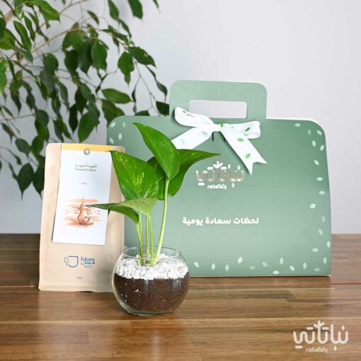 هدية نبتة البوتس مع قهوة سعودية