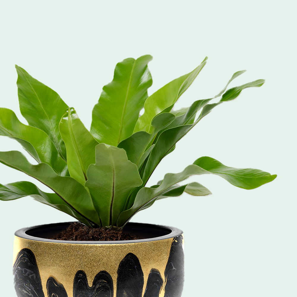 Plants in ceramic pot