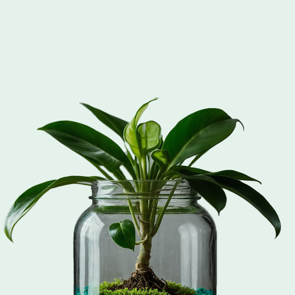 Plants in glass pot