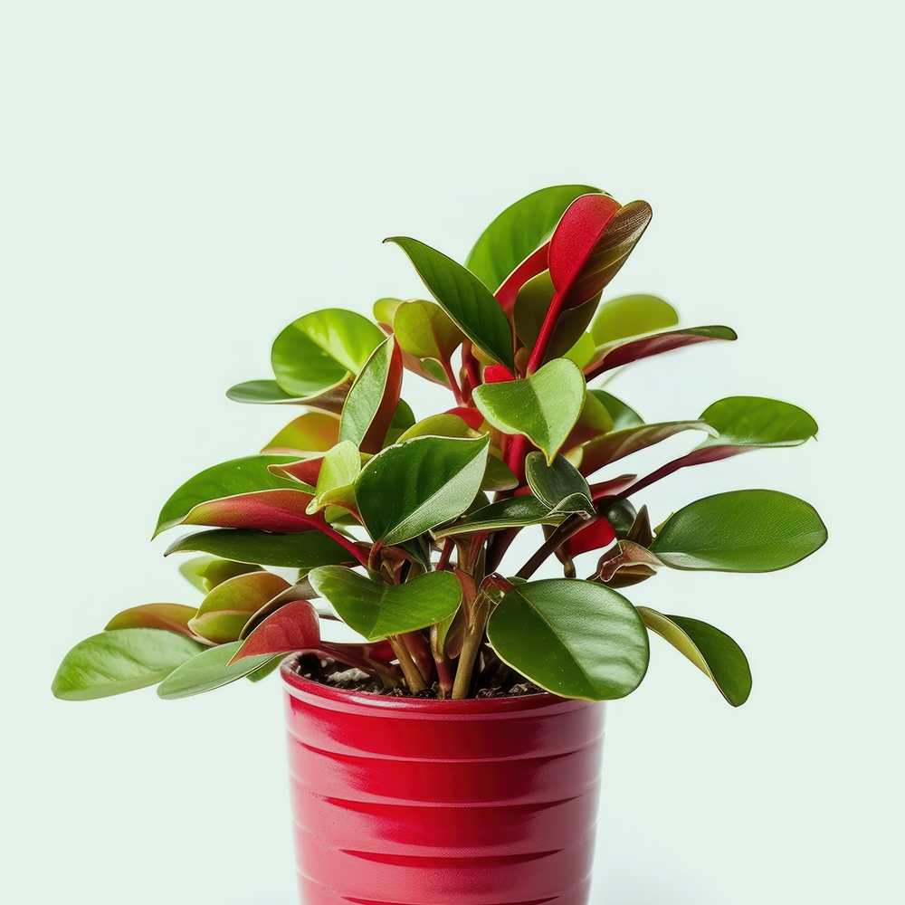 Plants in plastic pot