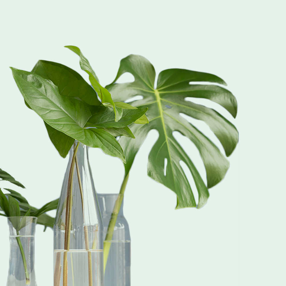 Plants in vases