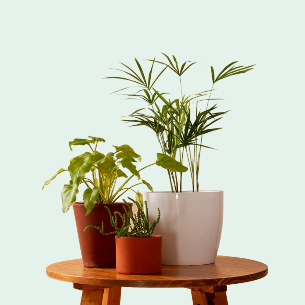 Potted plants