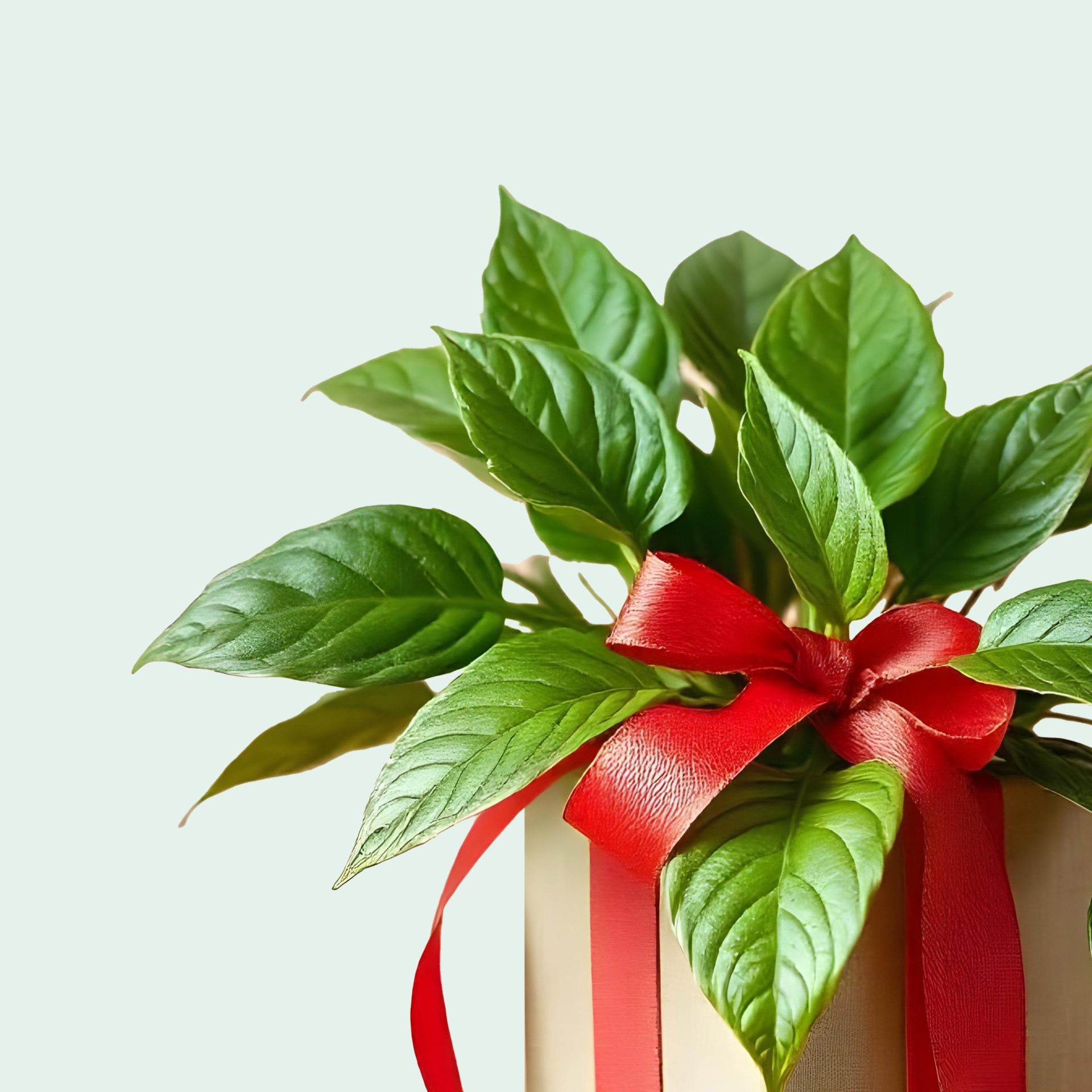 Plant gift