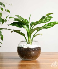 نبتة اجلونيما في اصيص زجاجي دائري