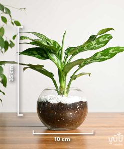 نبتة اجلونيما في اصيص زجاجي دائري