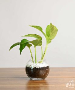 نبتة بوتس صغيرة في اصيص زجاجي دائري