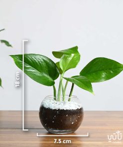نبتة بوتس صغيرة في اصيص زجاجي دائري