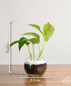 نبتة بوتس صغيرة في اصيص زجاجي دائري