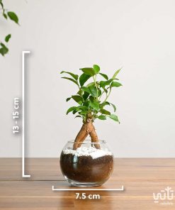 نبتة ميني بونساي في اصيص زجاجي