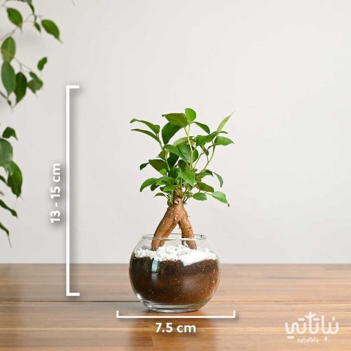 نبتة ميني بونساي في اصيص زجاجي