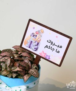 هدية مولودة جديدة نبتة الفيتونيا وتشوكلت مغلف