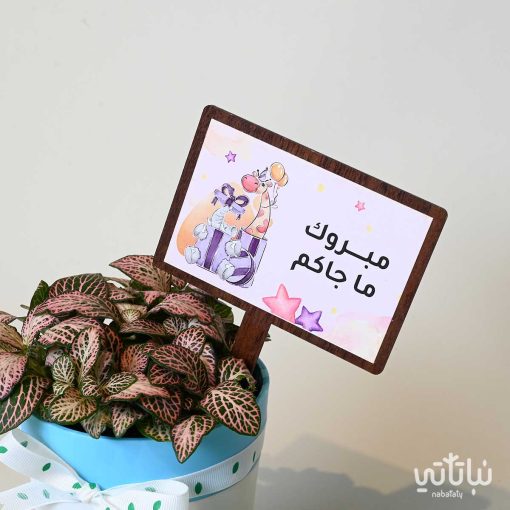 هدية مولودة جديدة نبتة الفيتونيا وتشوكلت مغلف