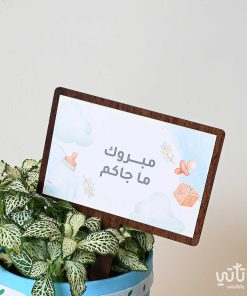 هدية مولود جديد نبتة الفيتونيا وتشوكلت مغلف