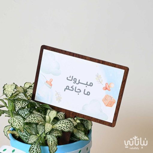 هدية مولود جديد نبتة الفيتونيا وتشوكلت مغلف