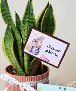 هدية مولودة جديدة نبتة جلد النمر وتشوكلت بلجيكي
