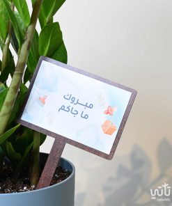 هدية مولود جديد نبتة الزاميا وتشوكلت سولتد كراميل