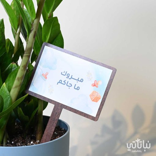 هدية مولود جديد نبتة الزاميا وتشوكلت سولتد كراميل