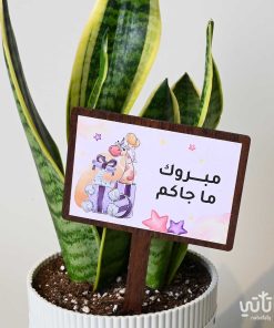 هدية مولودة جديدة نبتة جلد النمر وتشوكلت روكي بايتز