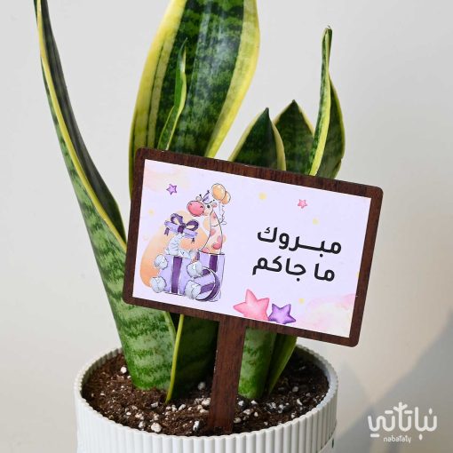هدية مولودة جديدة نبتة جلد النمر وتشوكلت روكي بايتز