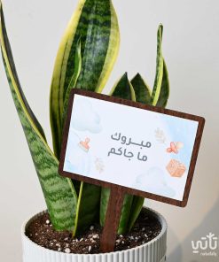 هدية مولود جديد نبتة جلد النمر وتشوكلت بلجيكي