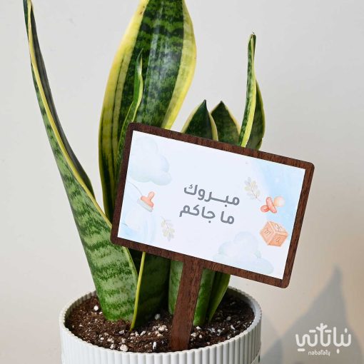 هدية مولود جديد نبتة جلد النمر وتشوكلت بلجيكي
