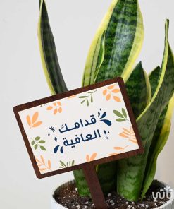 هدية قدامك العافية نبتة جلد النمر وتشوكلت بلجيكي