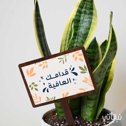 هدية قدامك العافية نبتة جلد النمر وتشوكلت بلجيكي