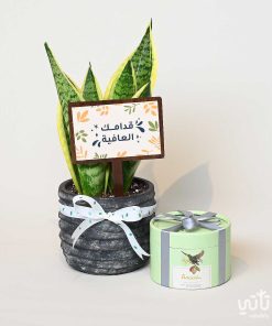 هدية قدامك العافية نبتة جلد النمر وتشوكلت مغلف