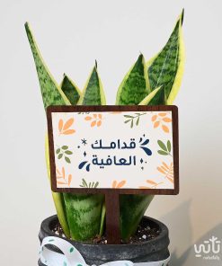 هدية قدامك العافية نبتة جلد النمر وتشوكلت مغلف