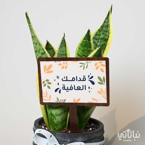 هدية قدامك العافية نبتة جلد النمر وتشوكلت مغلف
