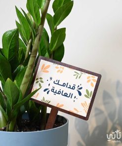 هدية قدامك العافية نبتة الزاميا وتشوكلت سولتد كراميل