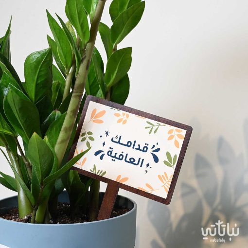 هدية قدامك العافية نبتة الزاميا وتشوكلت سولتد كراميل