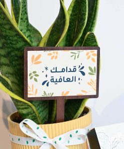 هدية قدامك العافية نبتة جلد النمر وتشوكلت سولتد كراميل