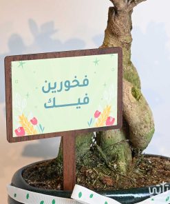 هدية فخورين فيك نبتة البونساي وتشوكلت روكي بايتس