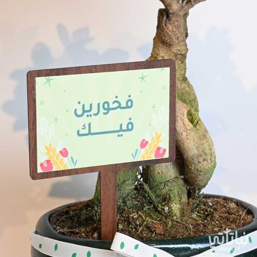 هدية فخورين فيك نبتة البونساي وتشوكلت روكي بايتس