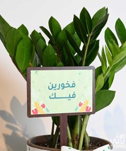 هدية فخورين فيك نبتة الزاميا وتشوكلت مغلف