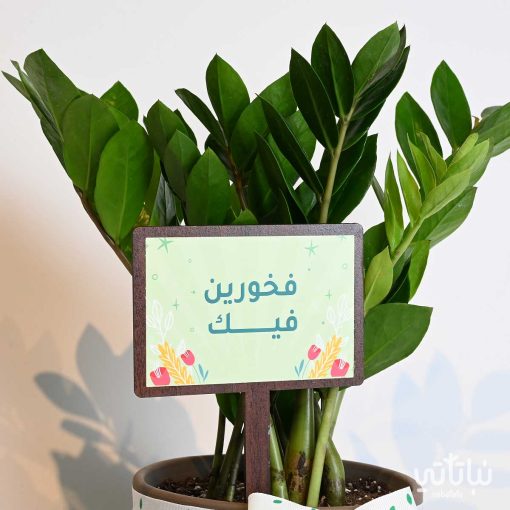 هدية فخورين فيك نبتة الزاميا وتشوكلت مغلف