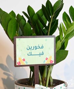 هدية فخورين فيك نبتة الزاميا وتشوكلت كرسبي
