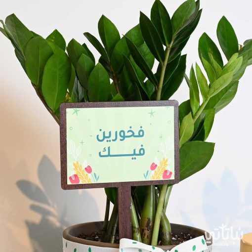 هدية فخورين فيك نبتة الزاميا وتشوكلت كرسبي