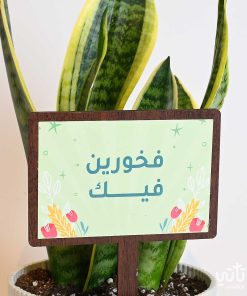 هدية فخورين فيك نبتة جلد النمر وتشوكلت بلجيكي