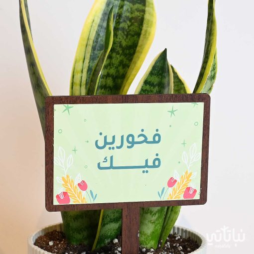 هدية فخورين فيك نبتة جلد النمر وتشوكلت بلجيكي