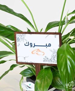 هدية الزواج نبتة الاشرعة البيضاء وتشوكلت كرسبي