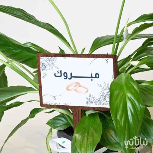هدية الزواج نبتة الاشرعة البيضاء وتشوكلت كرسبي