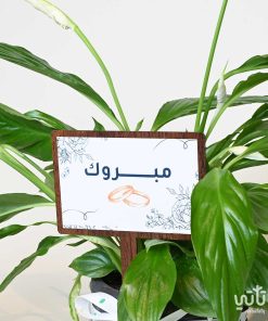 هدية الزواج نبتة الاشرعة البيضاء وتشوكلت مغلف